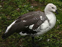 Upland Goose