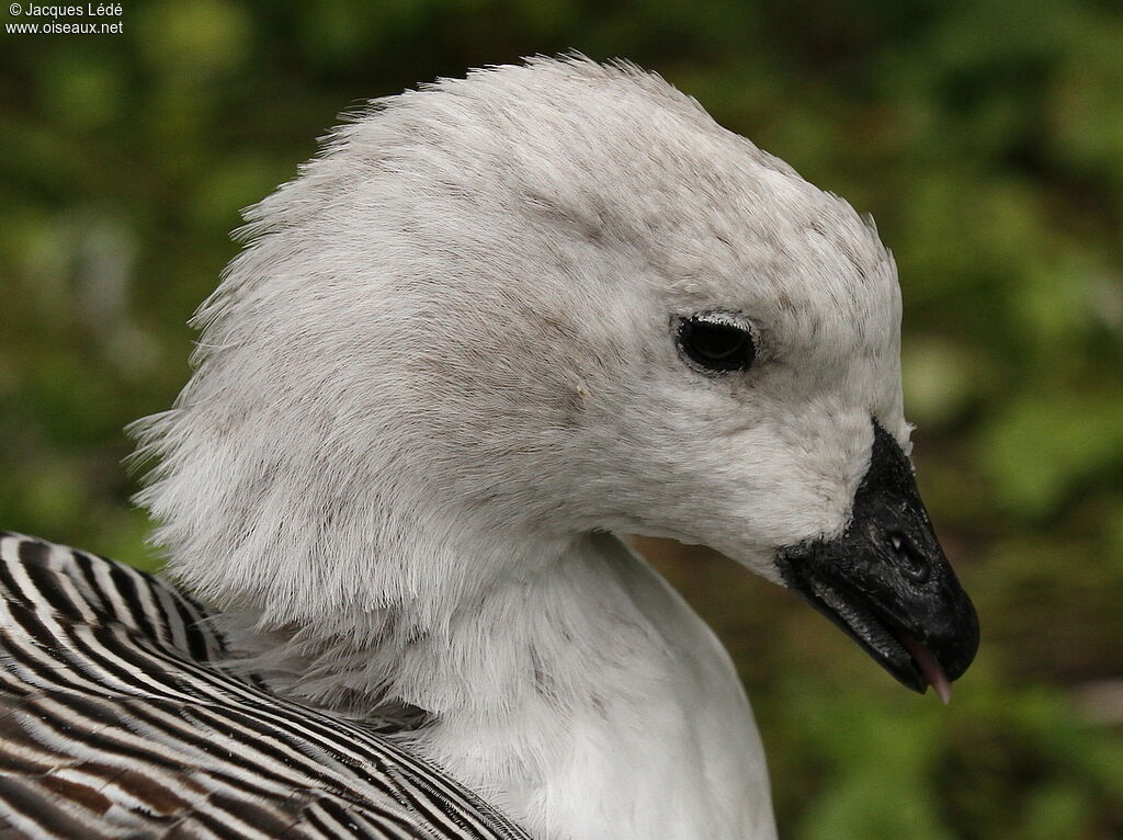 Upland Goose