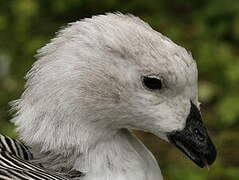 Upland Goose