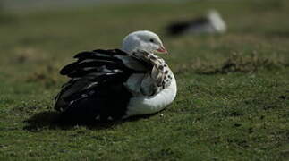 Andean Goose