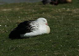 Andean Goose