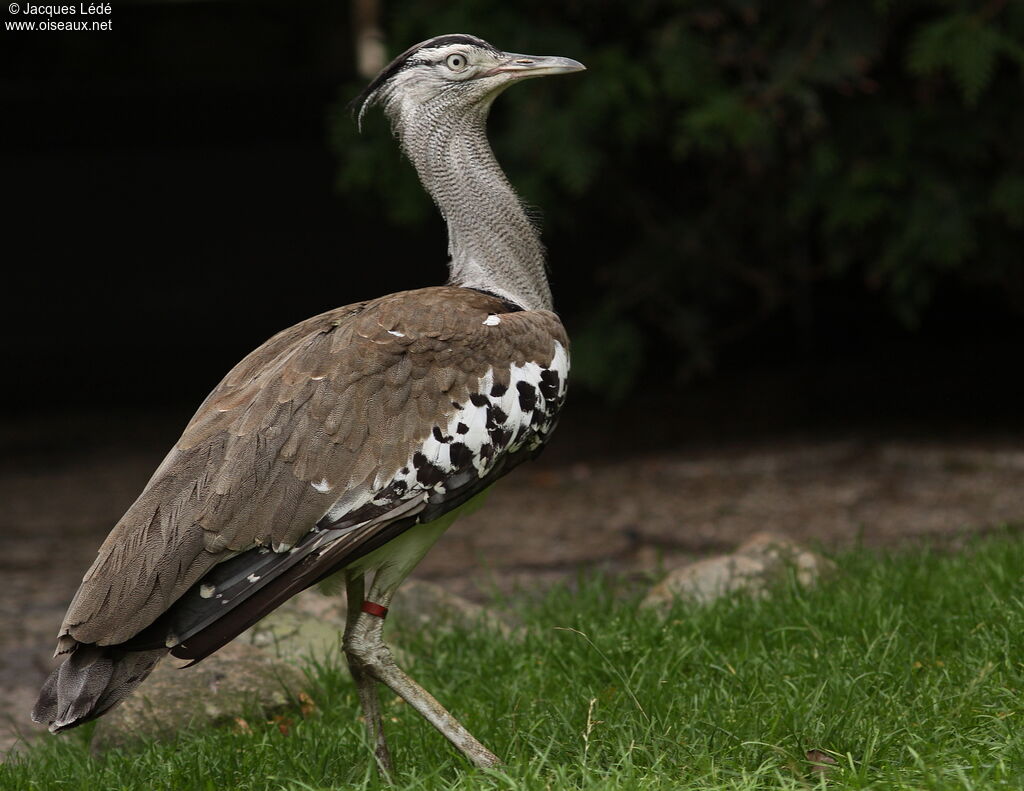 Kori Bustard