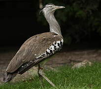 Kori Bustard