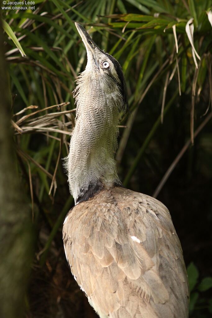 Kori Bustard