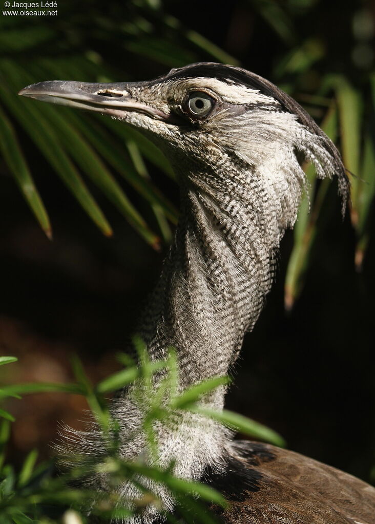 Kori Bustard