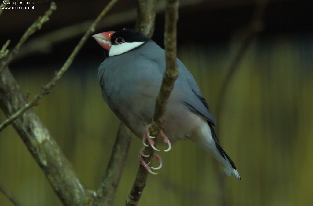 Java Sparrow