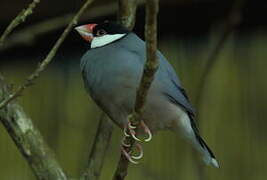 Java Sparrow