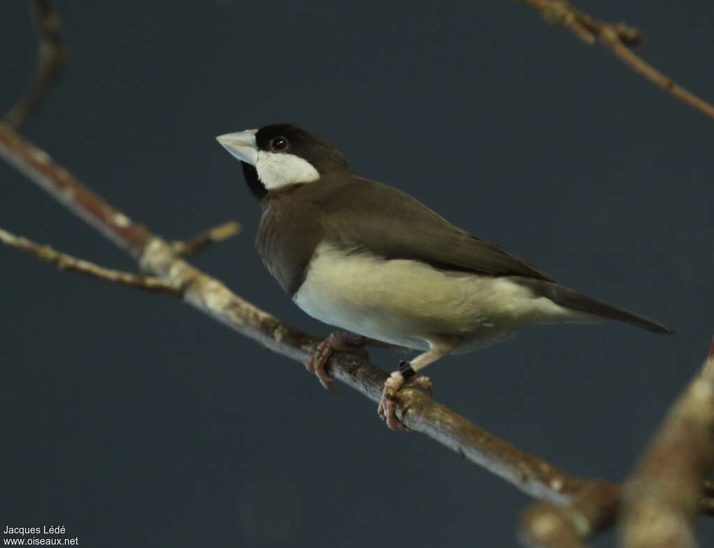 Timor Sparrow, identification