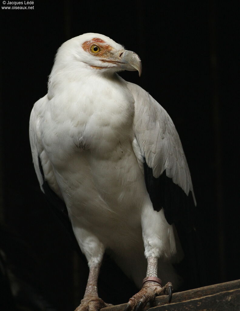 Palm-nut Vulture