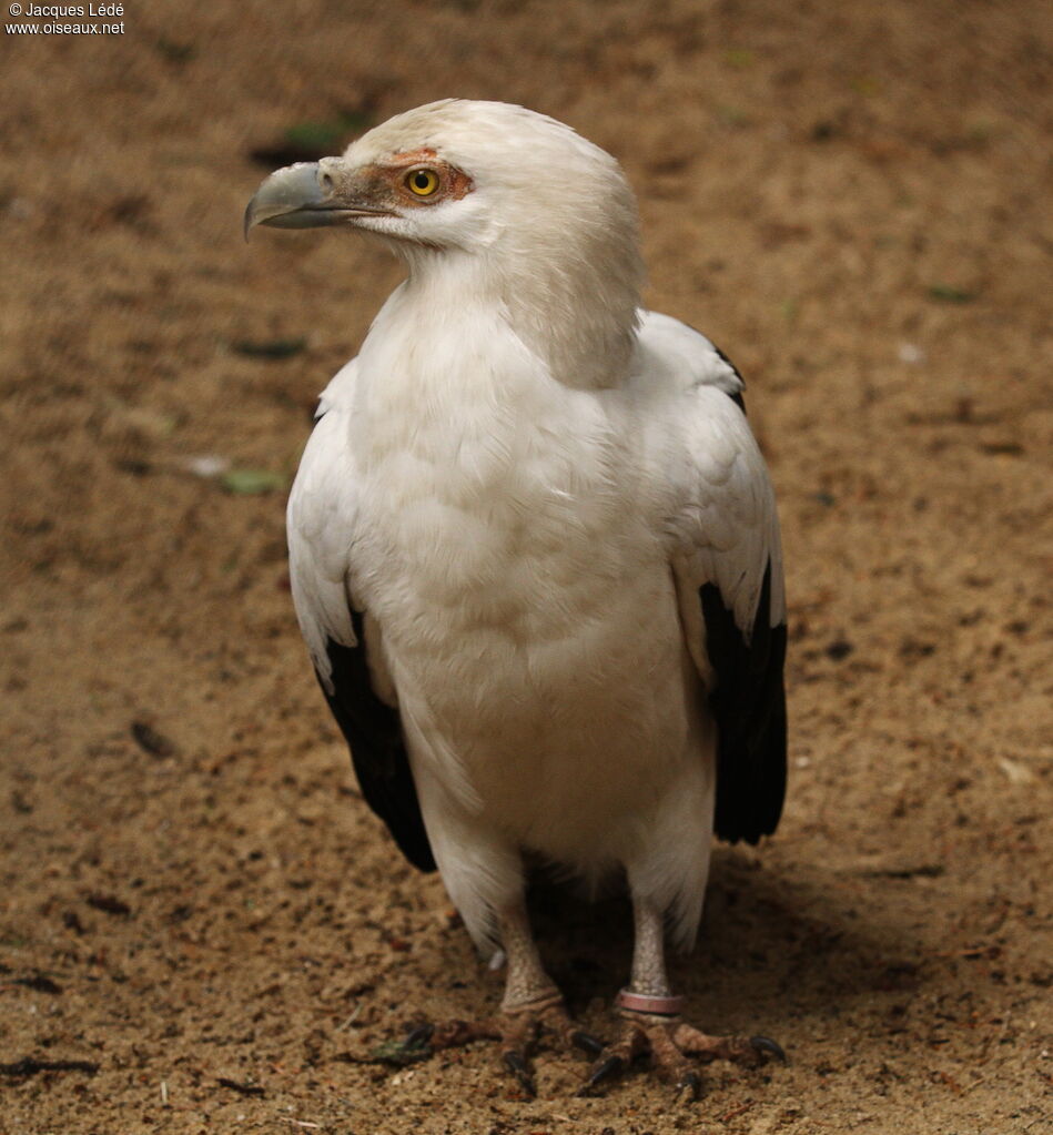 Palm-nut Vulture