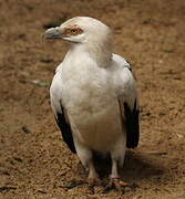 Palm-nut Vulture