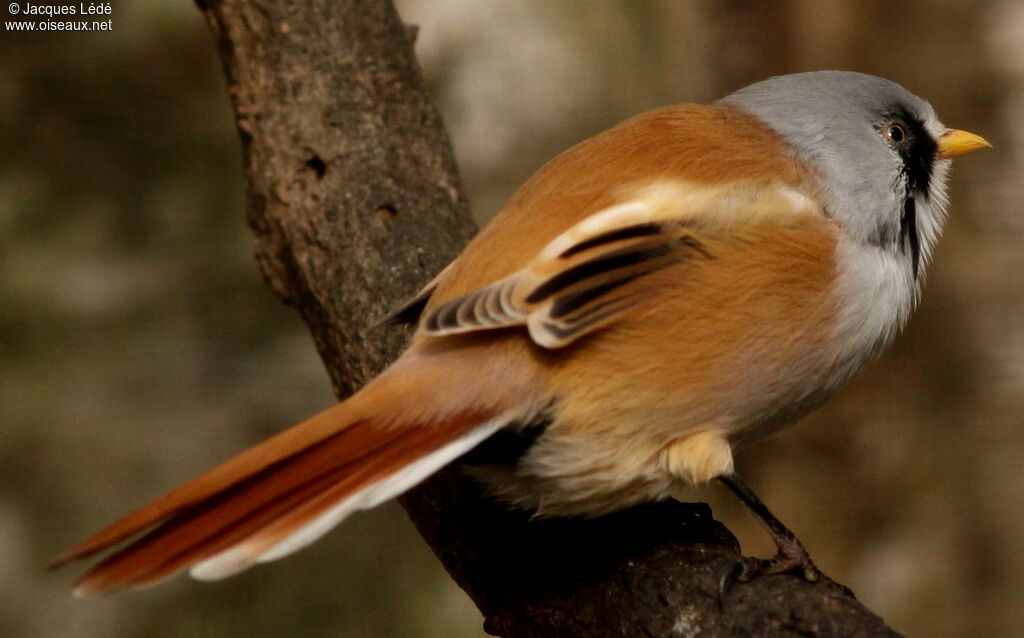 Bearded Reedling