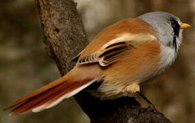 Bearded Reedling