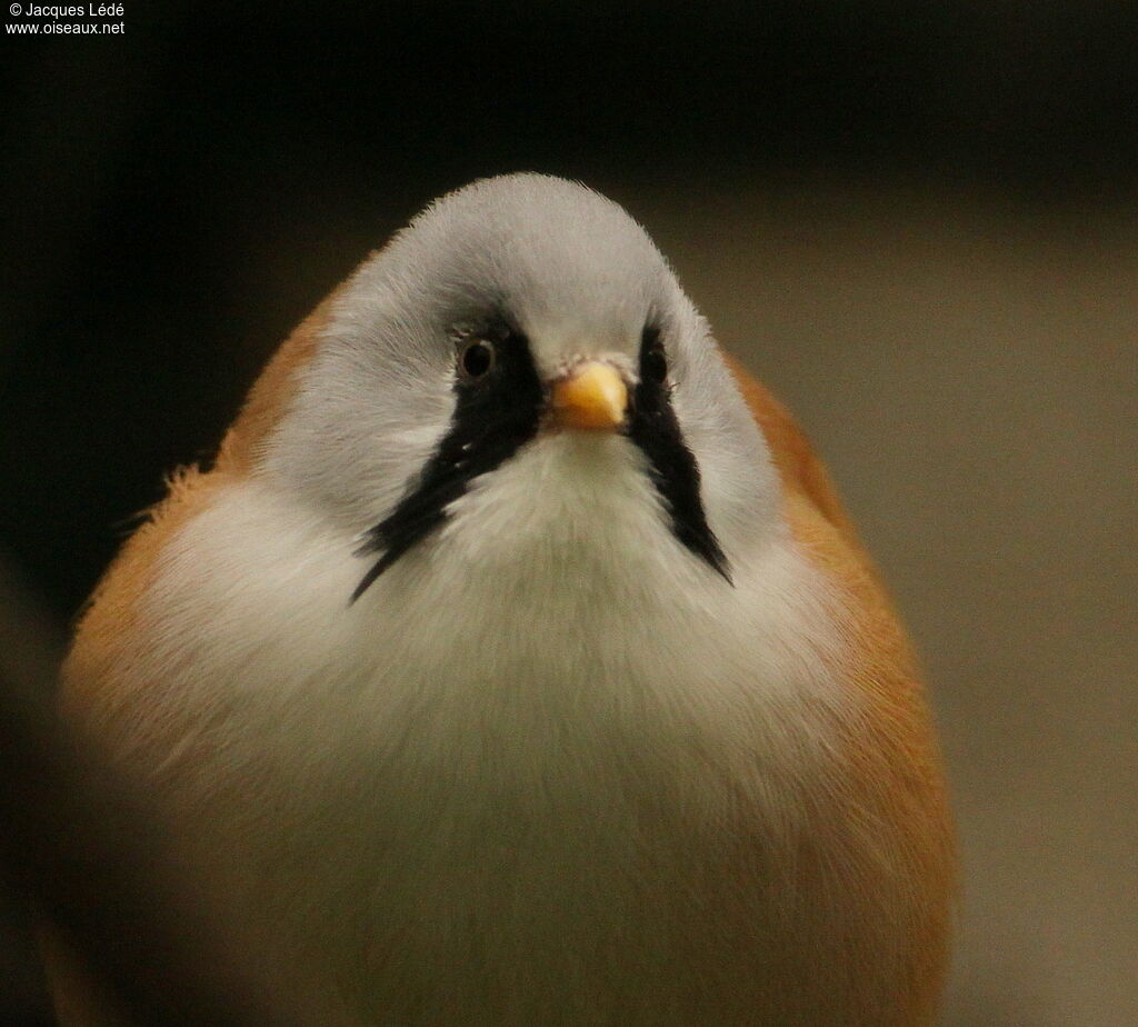 Bearded Reedling