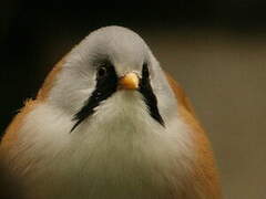 Bearded Reedling