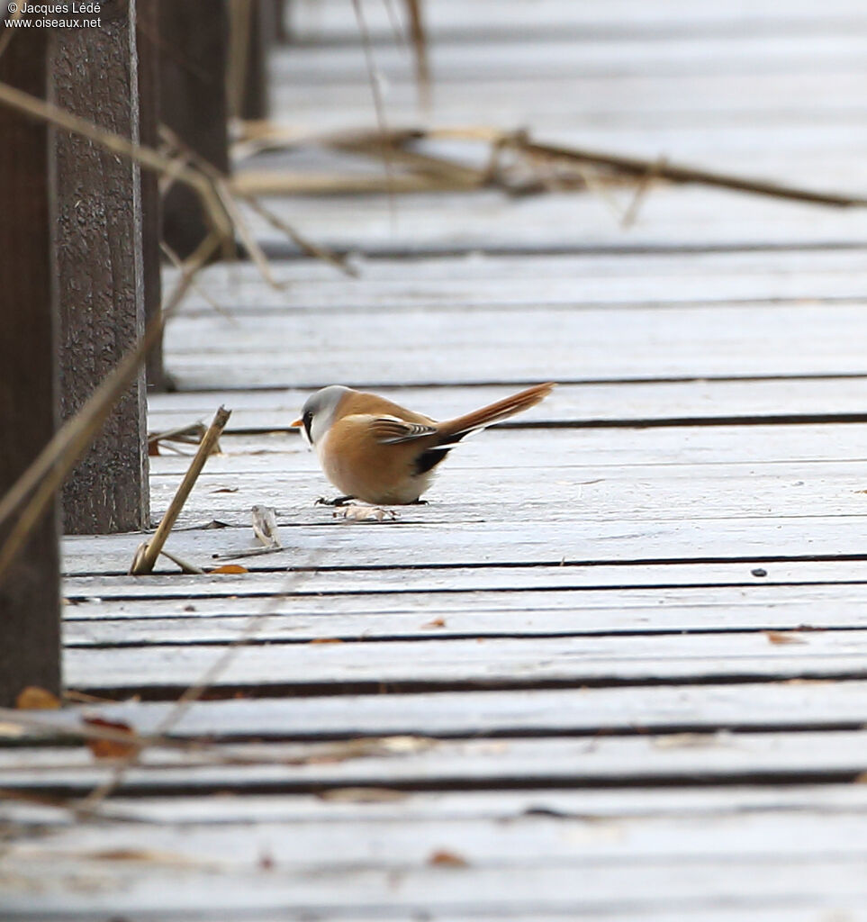 Bearded Reedling