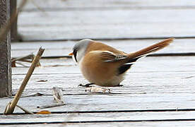 Bearded Reedling