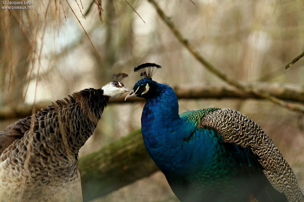 Indian Peafowl