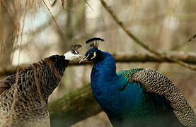 Indian Peafowl