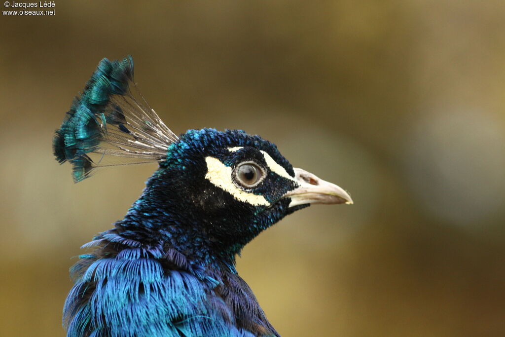 Indian Peafowl