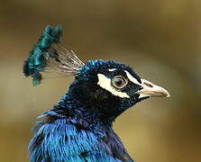 Indian Peafowl