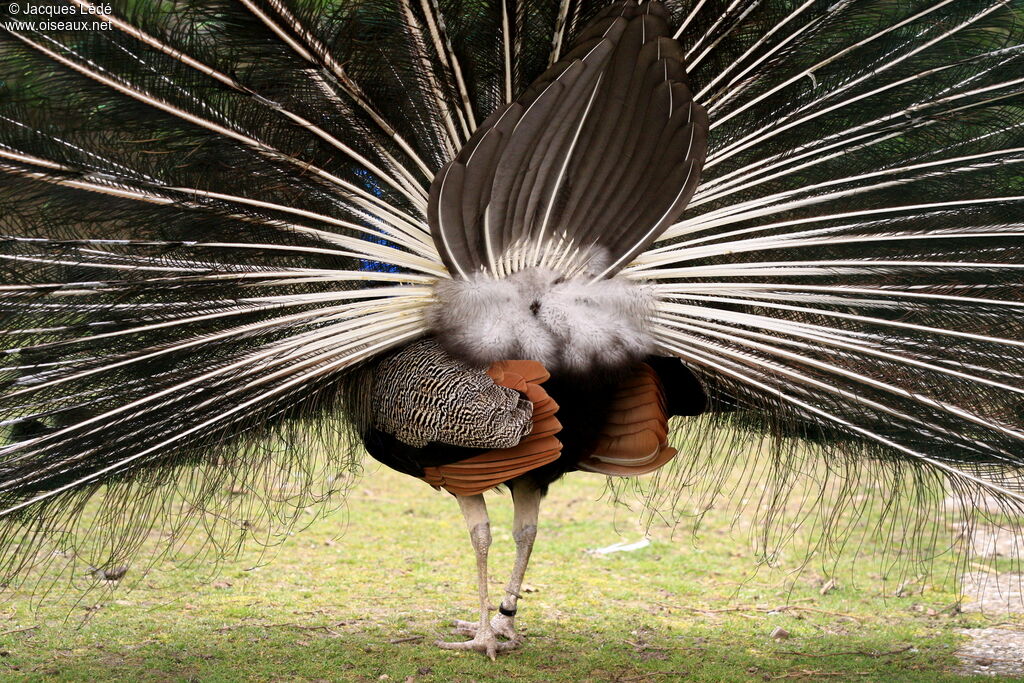 Indian Peafowl