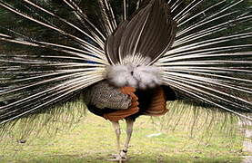 Indian Peafowl