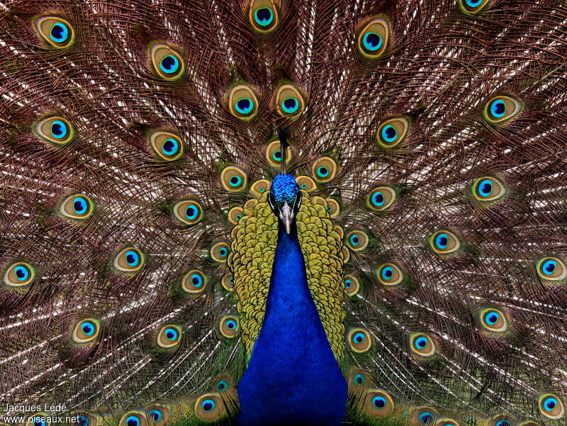 Paon bleu mâle adulte nuptial, pigmentation, parade