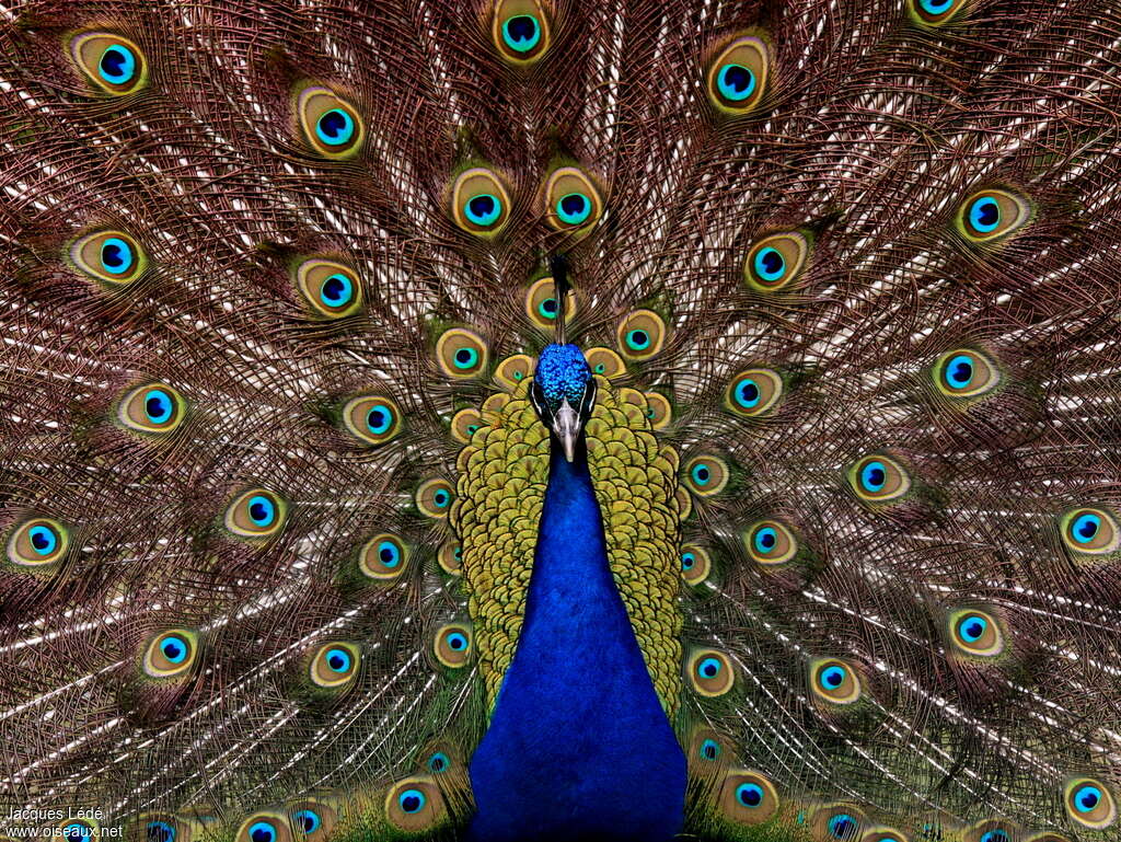 Paon bleu mâle adulte nuptial, pigmentation, parade