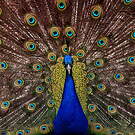 Paon bleu