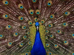 Indian Peafowl