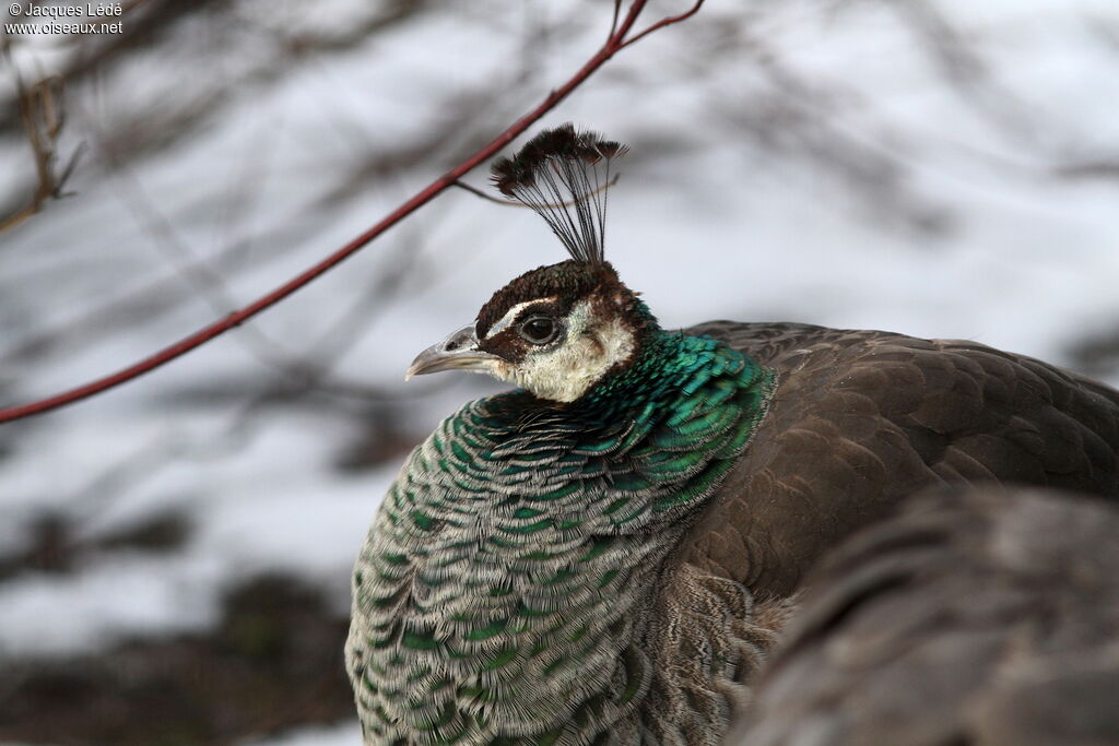 Indian Peafowl