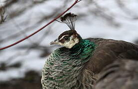 Indian Peafowl