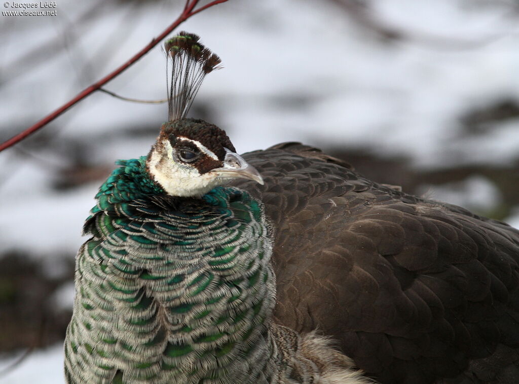 Indian Peafowl