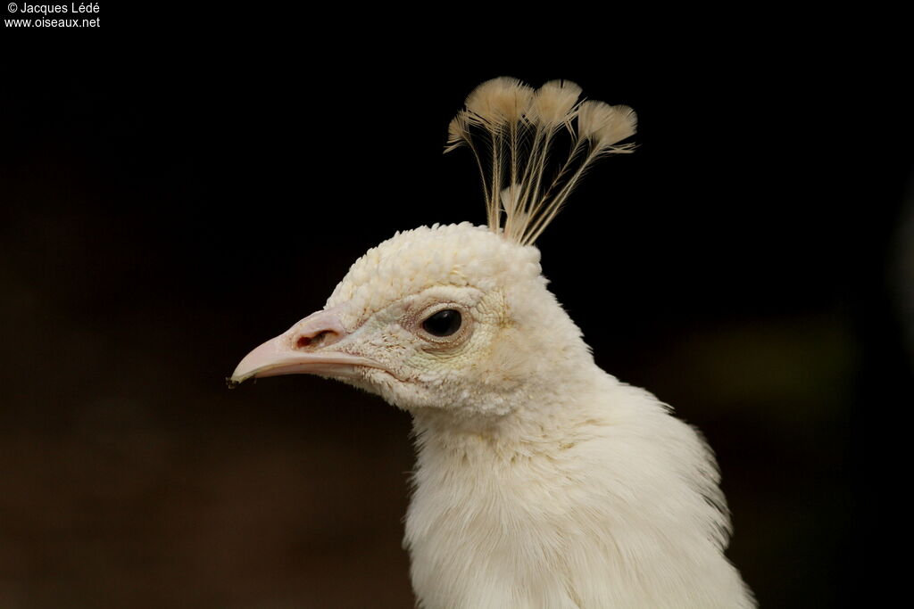 Indian Peafowl