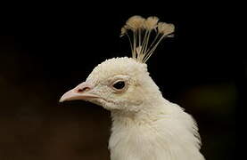 Indian Peafowl