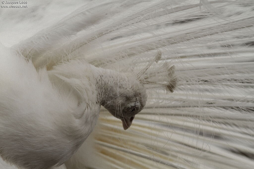 Indian Peafowl