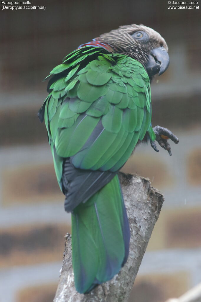 Red-fan Parrot