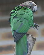 Red-fan Parrot