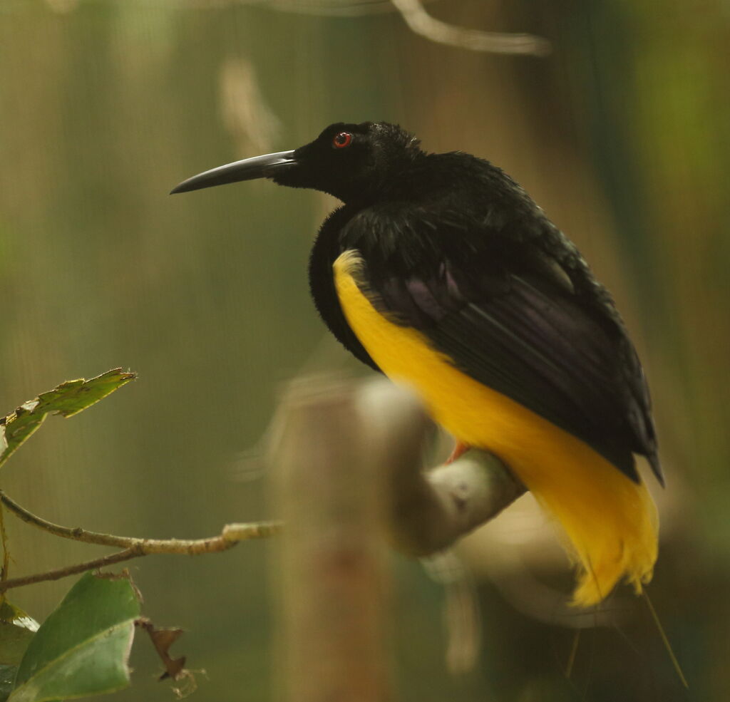 Twelve-wired Bird-of-paradise