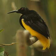 Twelve-wired Bird-of-paradise