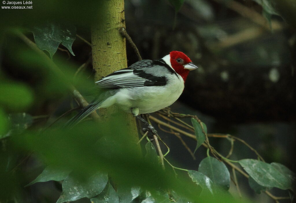 Red-cowled Cardinal