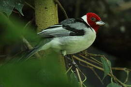 Red-cowled Cardinal