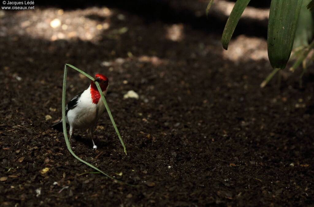 Red-cowled Cardinal