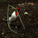 Paroare dominicain