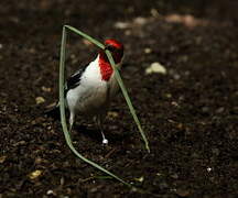 Red-cowled Cardinal