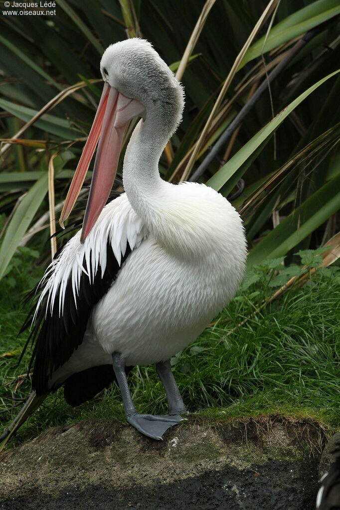 Australian Pelican