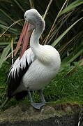 Australian Pelican