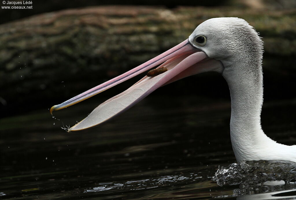 Australian Pelican