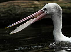 Australian Pelican